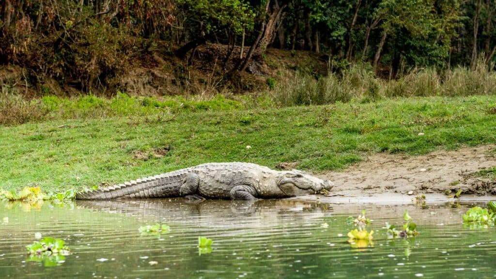 Big Mugger Nepali Crocodile
