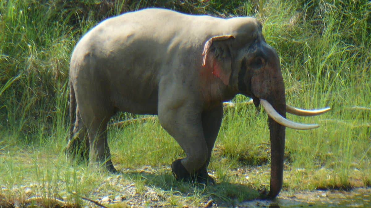 Dhurbe Wild Elephant Chitwan National Park Nepal