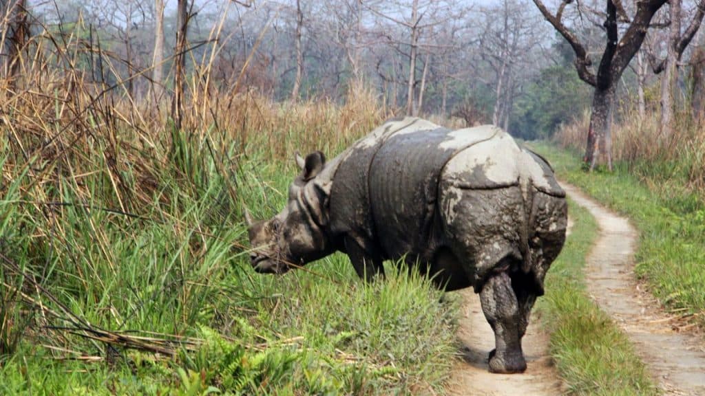 Nepali one horn Rhino